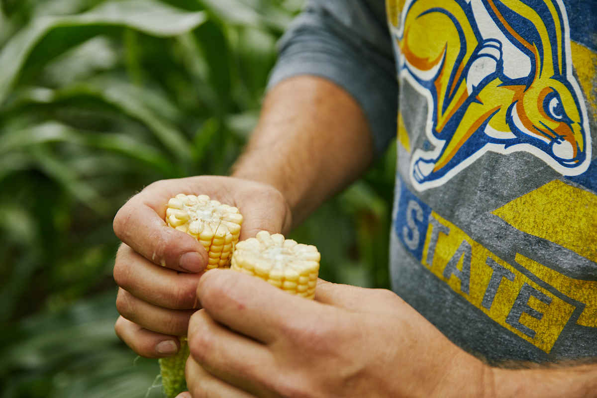 sather organic farms corn