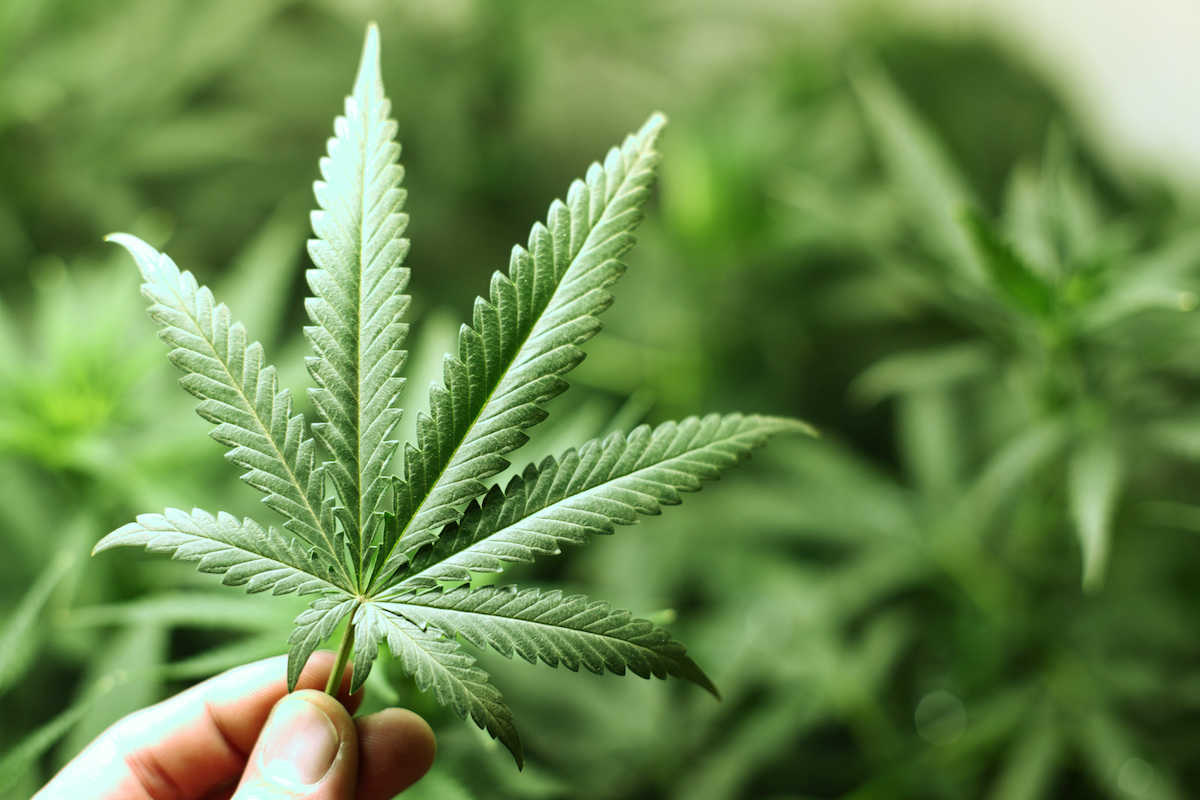 hand holds a green cannabis leaf
