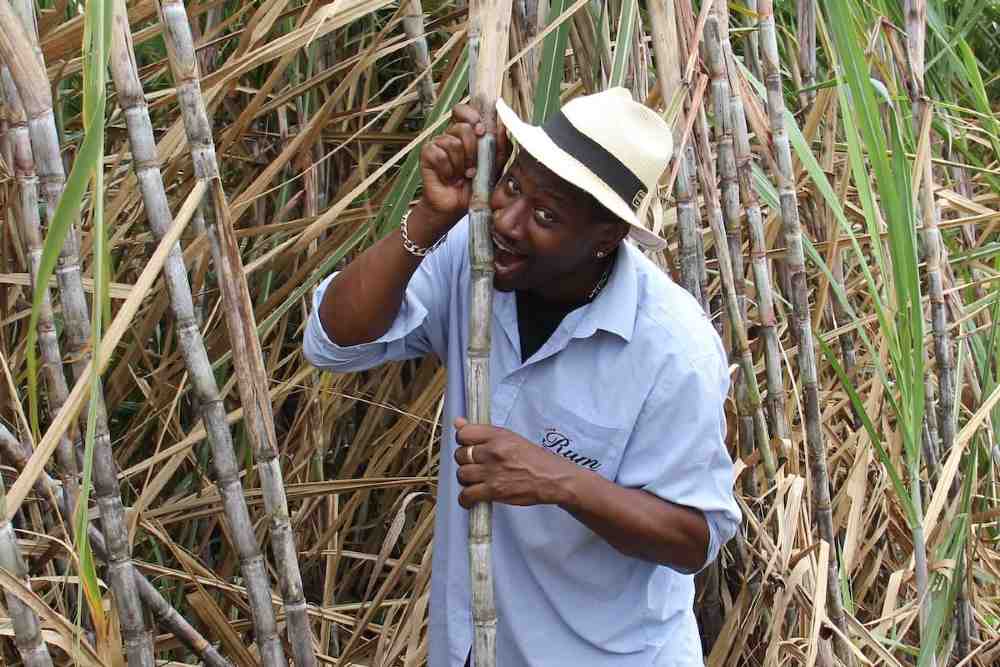 Ian Burrell in a sugar cane field