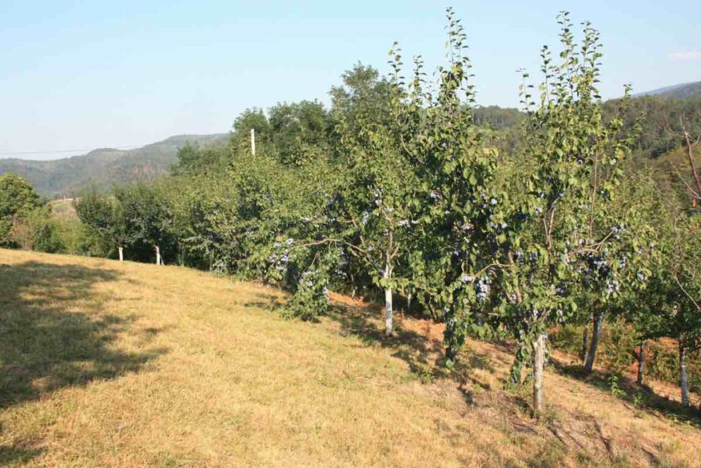 plum trees at yebiga rakija farm